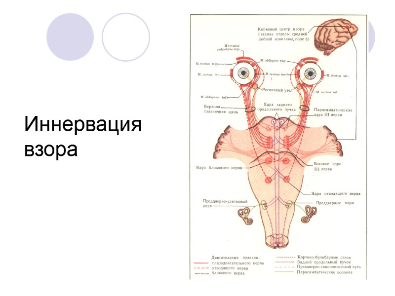 Иннервация взора
